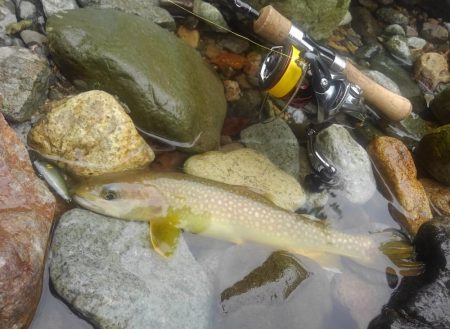 九頭竜川水系でイワナ釣り